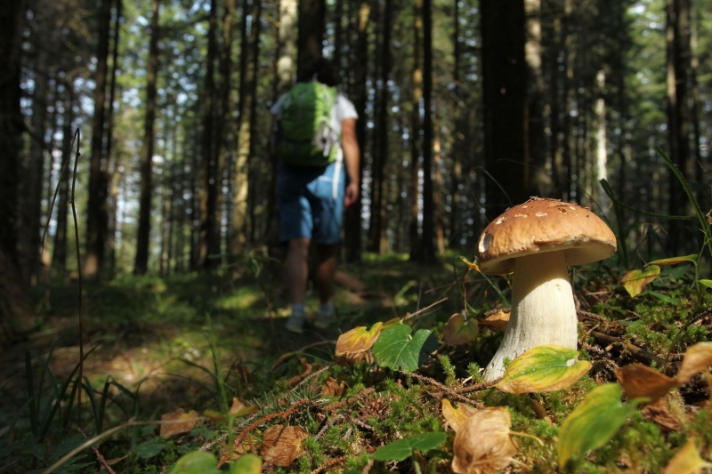 Raccolta dei funghi nel comune di Sante Marie